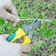 garden scissors